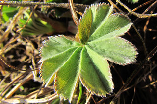 Манжетка <br />Lady`s Mantle